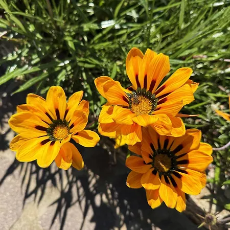 Costa Dei Tramonti - Argonautivacanze * Palazzo (Livorno)